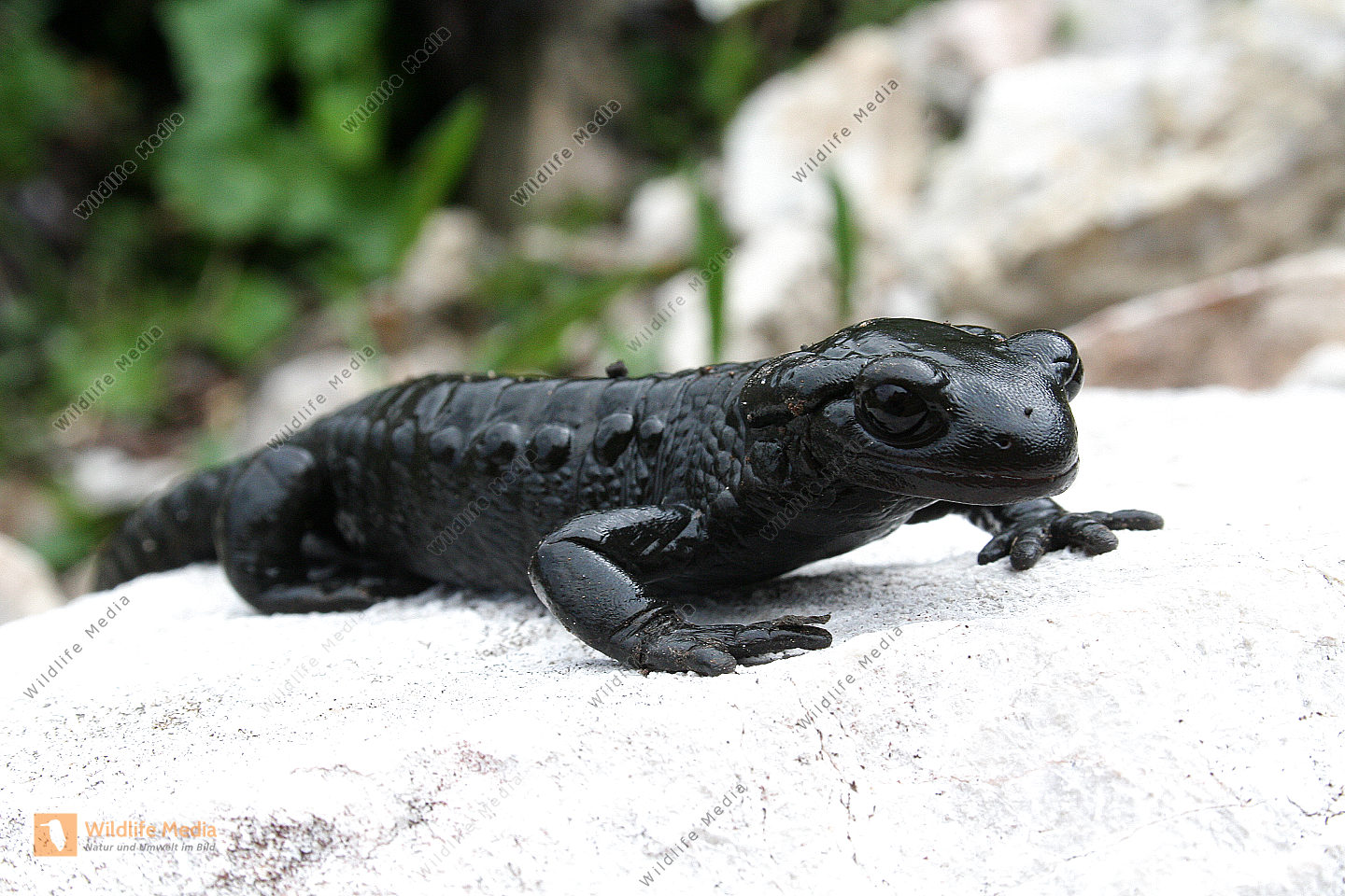 Alpensalamander Bild bestellen Naturbilder bei Wildlife Media