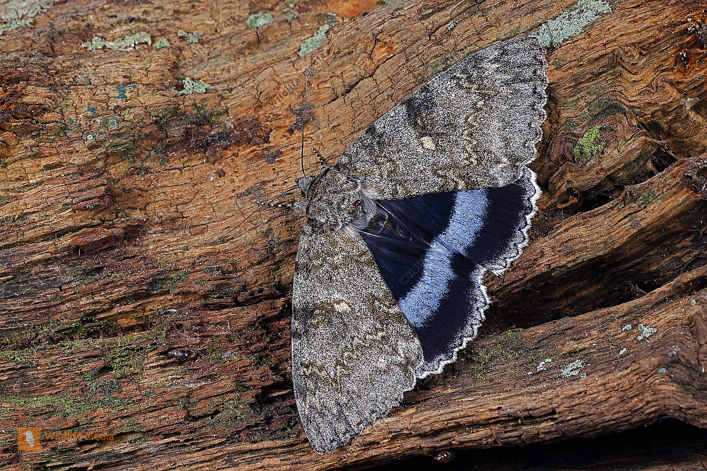 Blaues Ordensband Bild bestellen Naturbilder bei Wildlife Media