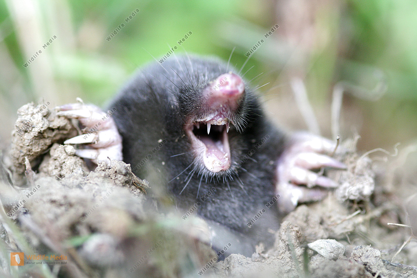 Maulwurf Bild Bestellen Naturbilder Bei Wildlife Media Maulwurf Bild Bestellen Naturbilder Bei Wildlife Media