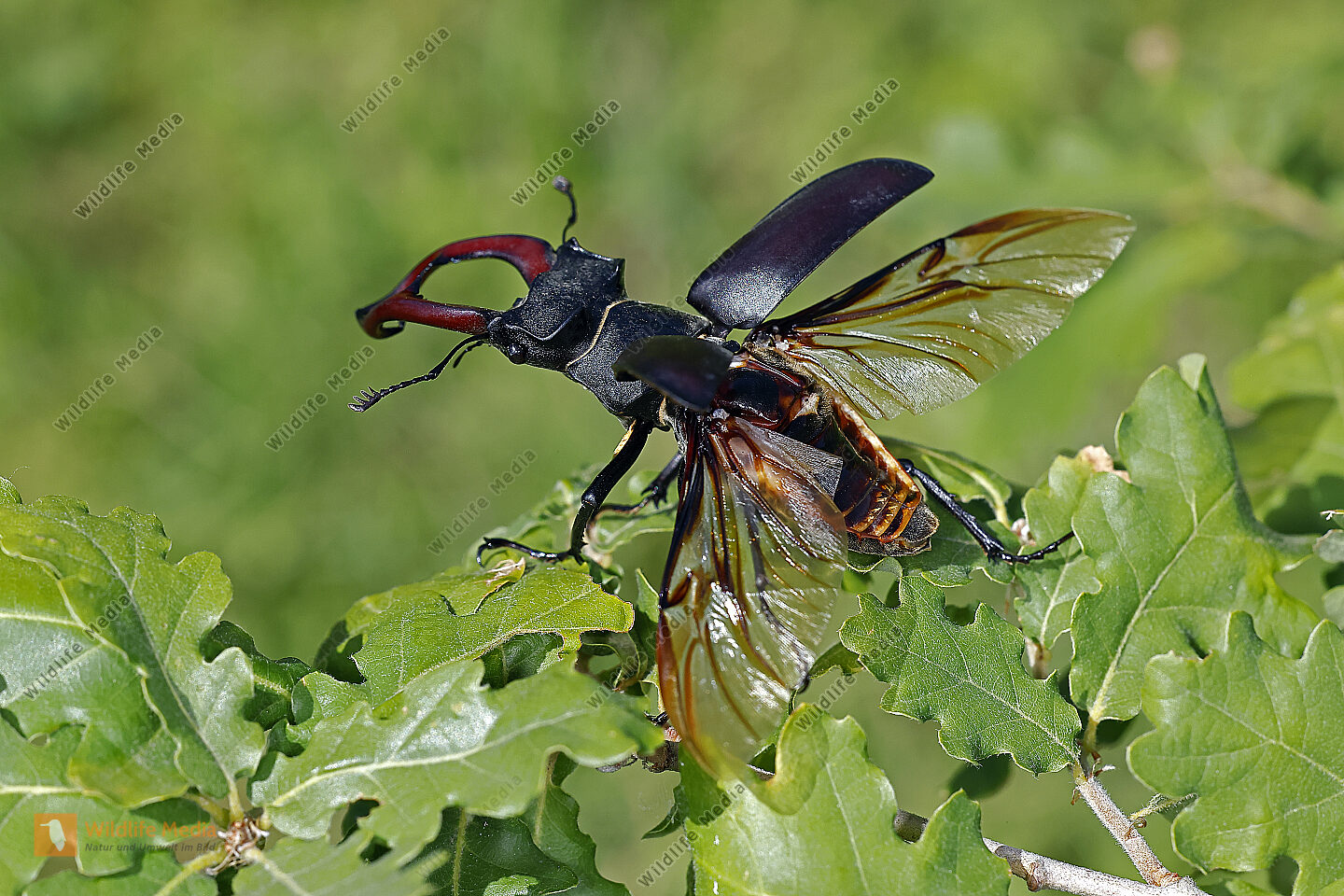 Hirschk fer M nnchen Abfliegend Bild Bestellen Naturbilder Bei 