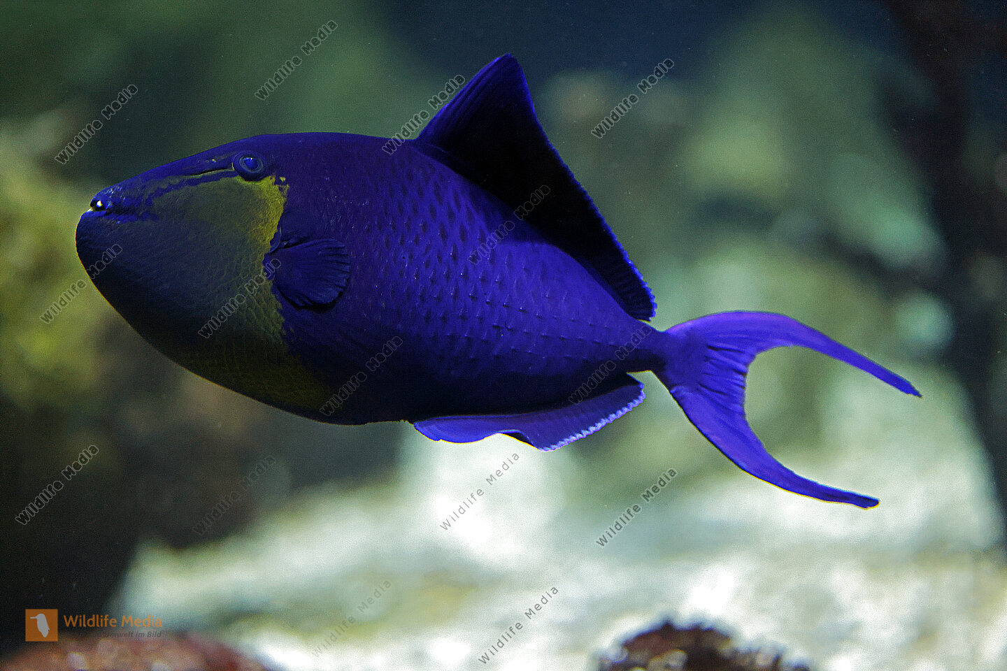 Blauer Drückerfisch