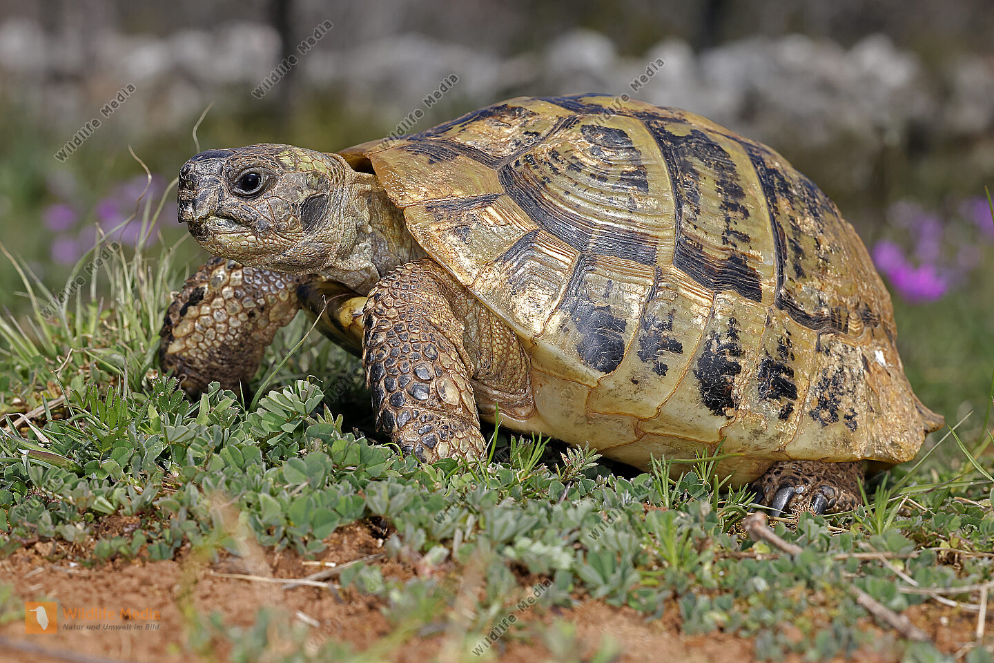 Griechische Landschildkröte Bild bestellen Naturbilder bei Wildlife Media
