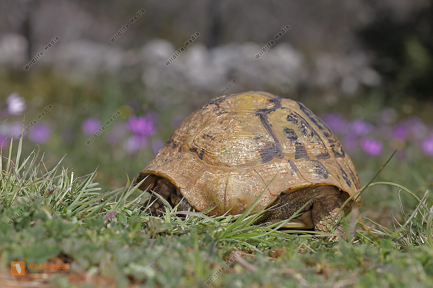 Griechische Landschildkröte Bild bestellen Naturbilder bei Wildlife Media