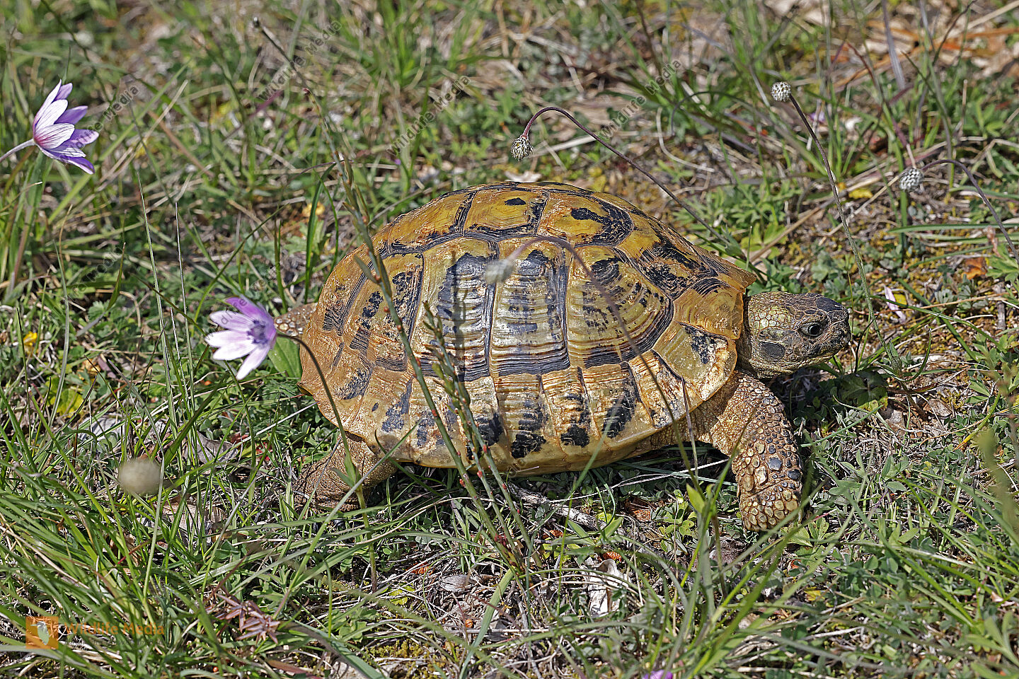 Griechische Landschildkröte Bild bestellen Naturbilder bei Wildlife Media
