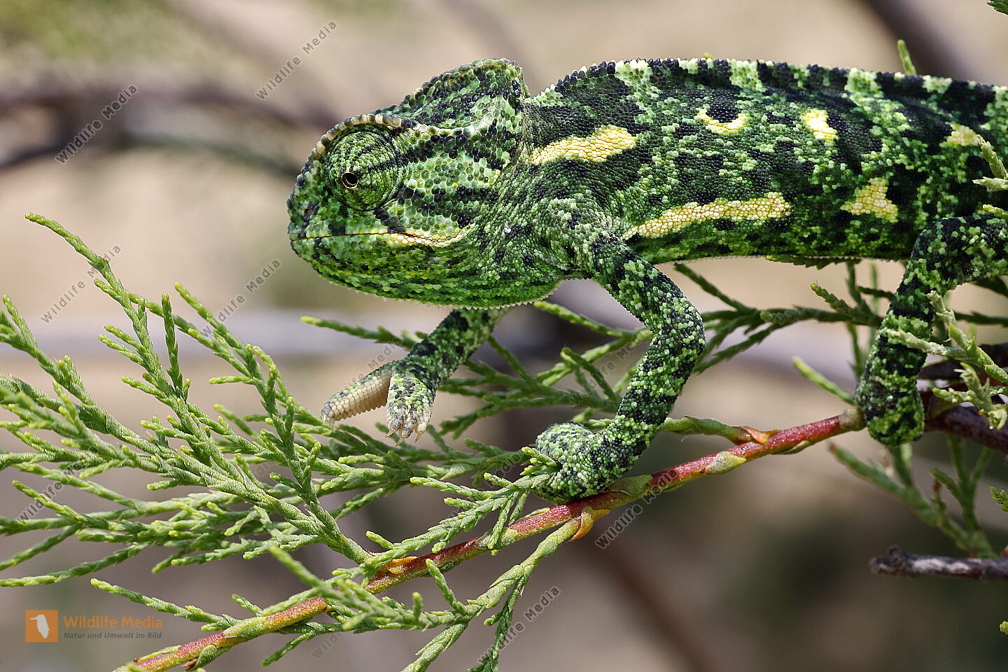 Europ isches Chameleon Bild Bestellen Naturbilder Bei Wildlife Media Europ isches Chameleon Bild Bestellen Naturbilder Bei Wildlife Media