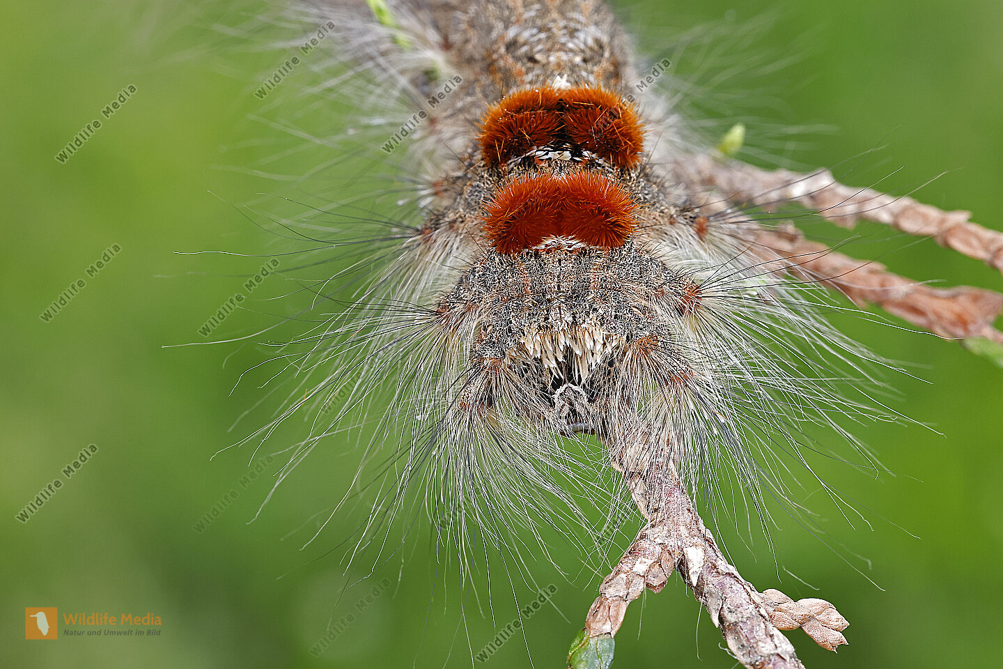 Syrischer Seidenspinner Raupe Bild Bestellen Naturbilder Bei Wildlife 