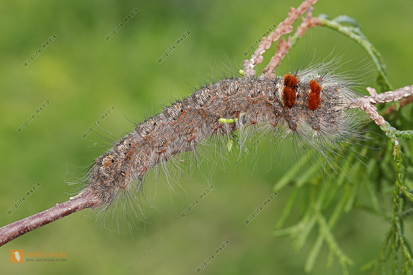 Syrischer Seidenspinner Raupe Bild Bestellen Naturbilder Bei Wildlife 