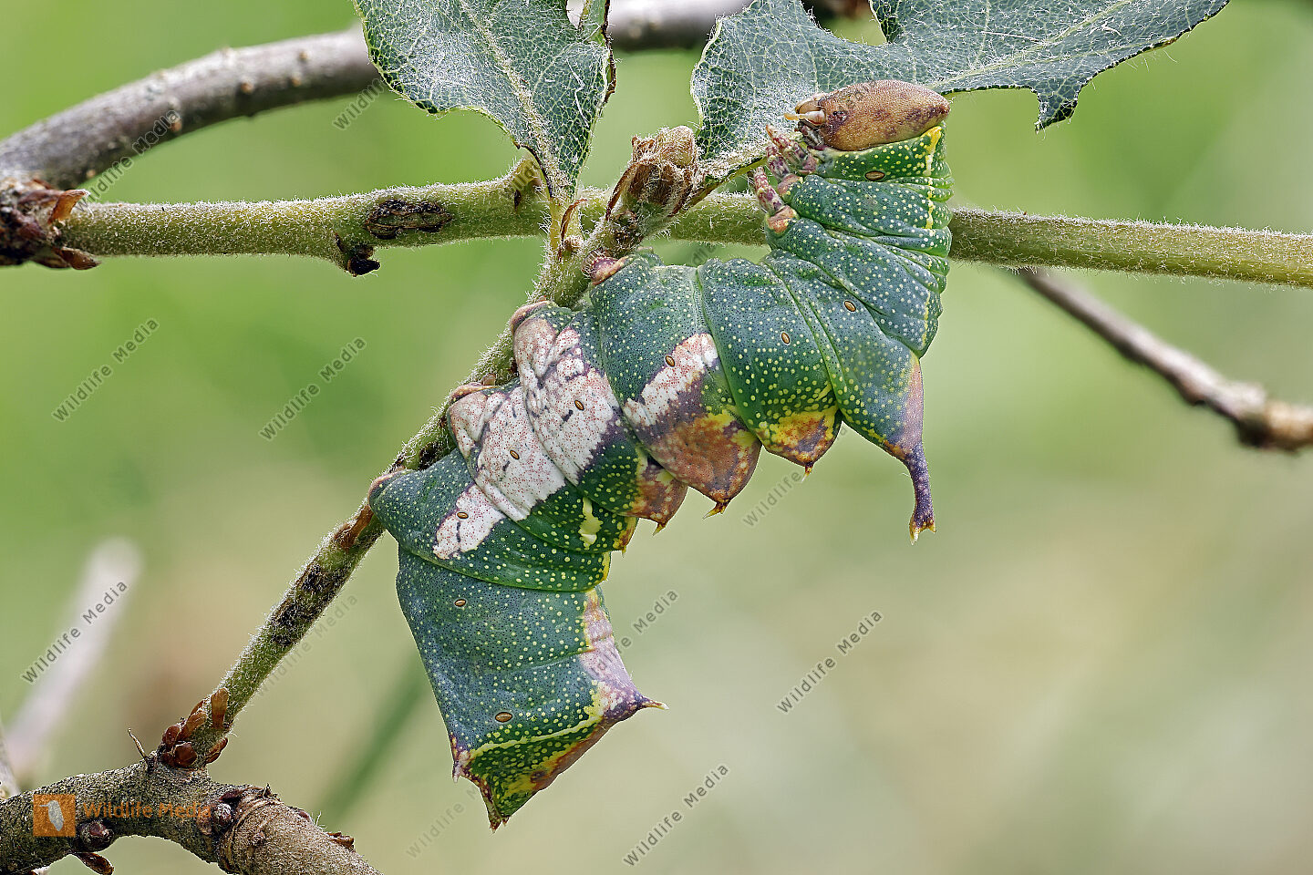 Pergament-Zahnspinner Raupe Stacking Bild bestellen - Naturbilder bei ...