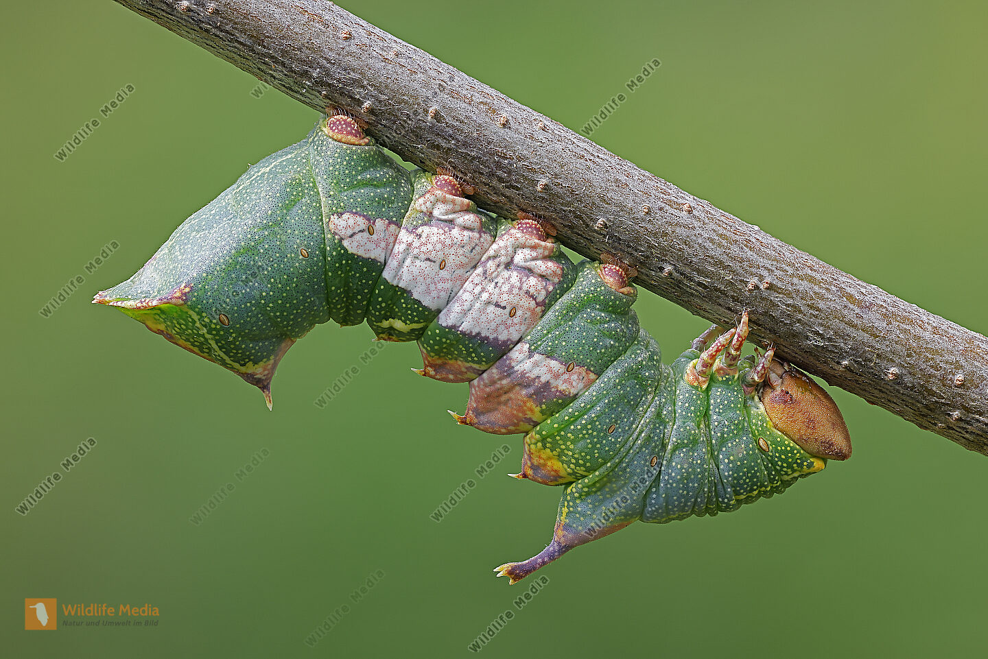 Pergament-Zahnspinner Raupe Stacking Bild bestellen - Naturbilder bei ...