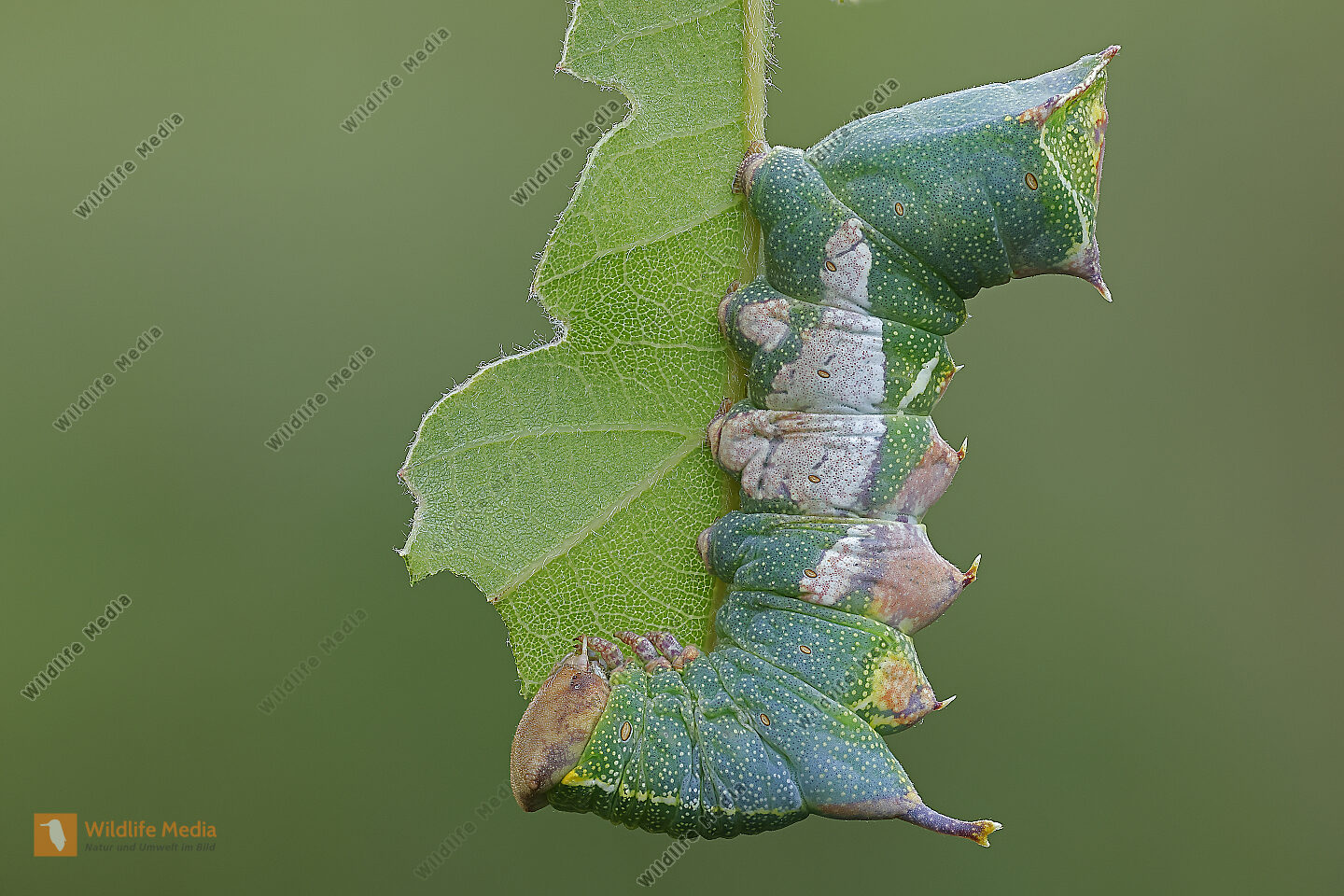 Pergament-Zahnspinner Raupe Stacking Bild bestellen - Naturbilder bei ...