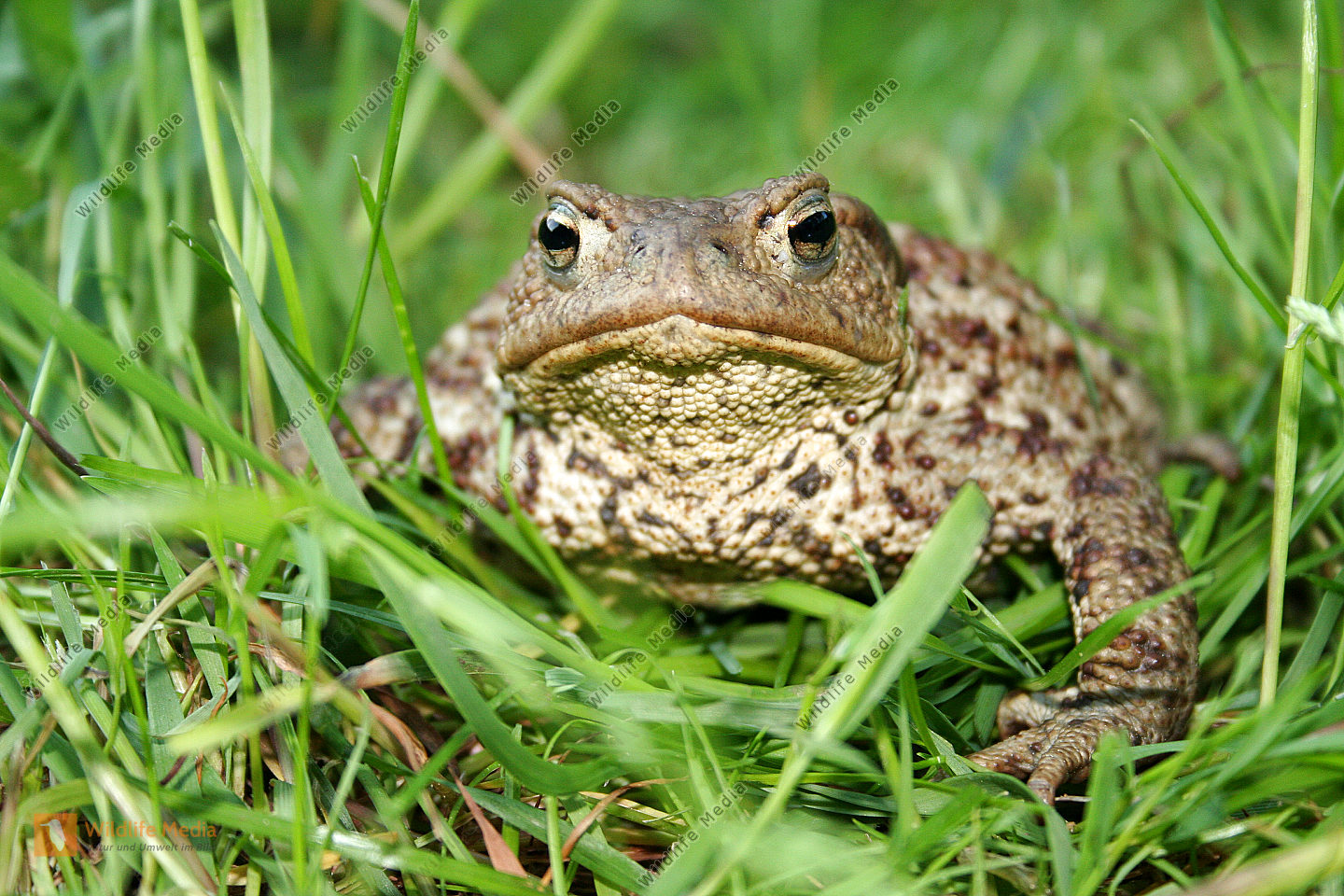 Bestellen Erdkröte (Bufo bufo) in freier Wildbahn Bildagentur