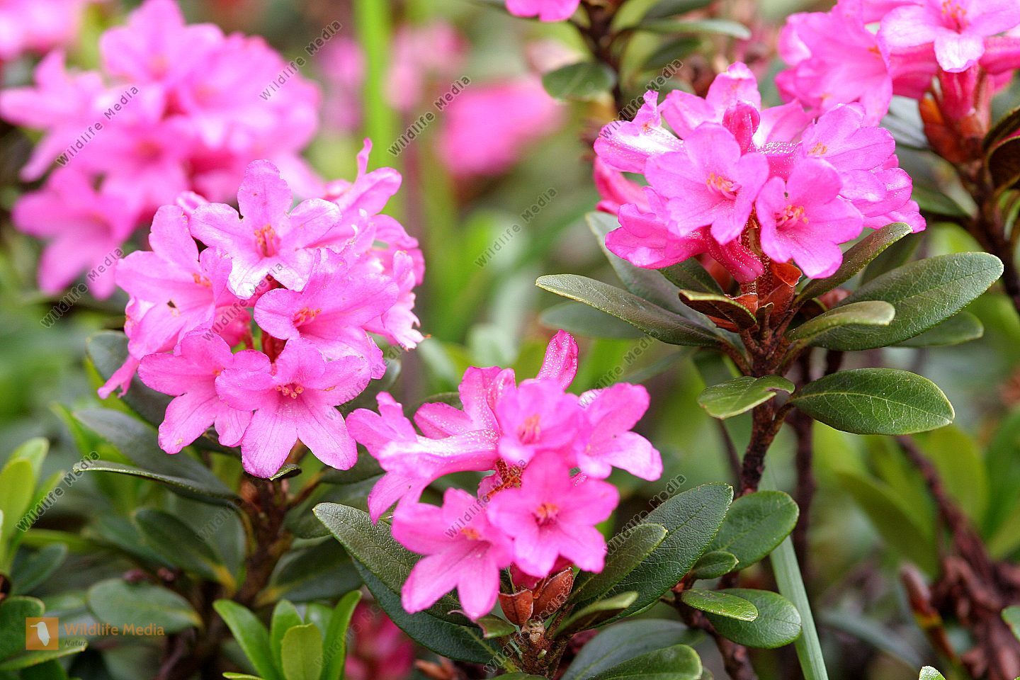 Alpenrose Bild bestellen - Naturbilder bei Wildlife Media