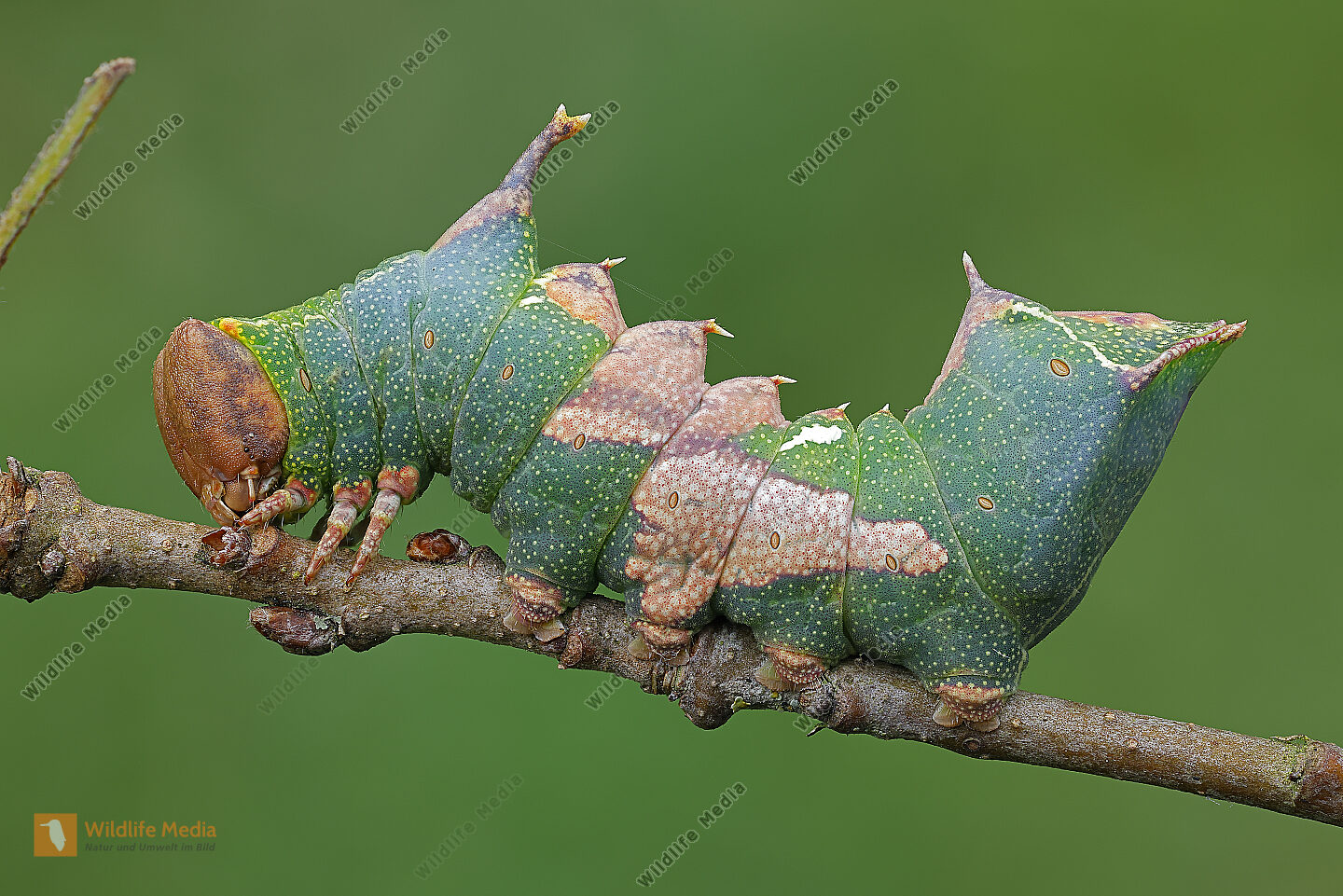 Pergament-Zahnspinner Raupe Stacking Bild bestellen - Naturbilder bei ...