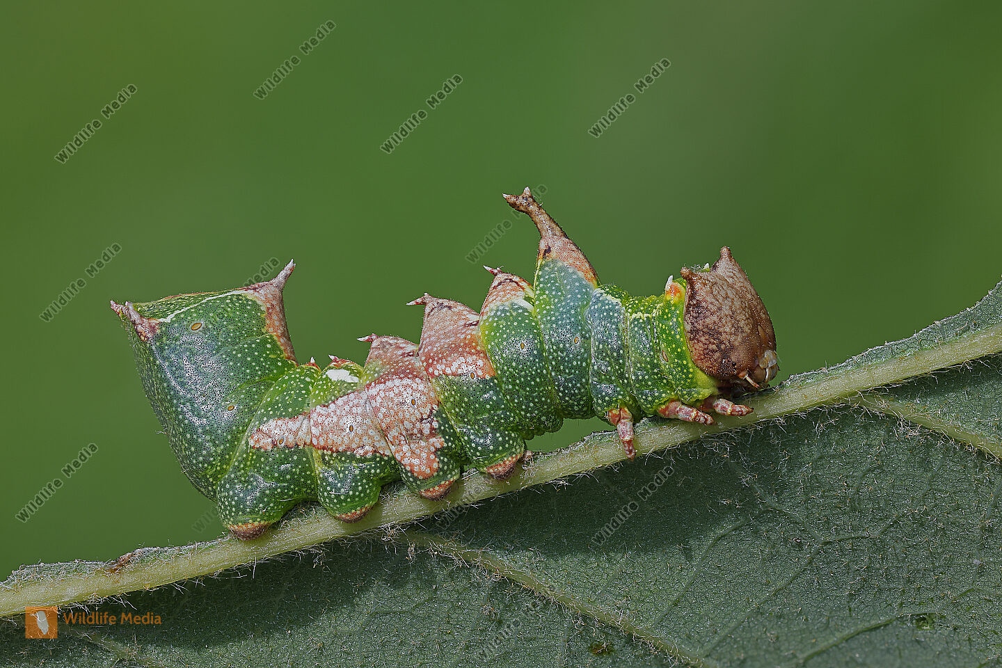 Pergament-Zahnspinner Raupe Stacking Bild bestellen - Naturbilder bei ...