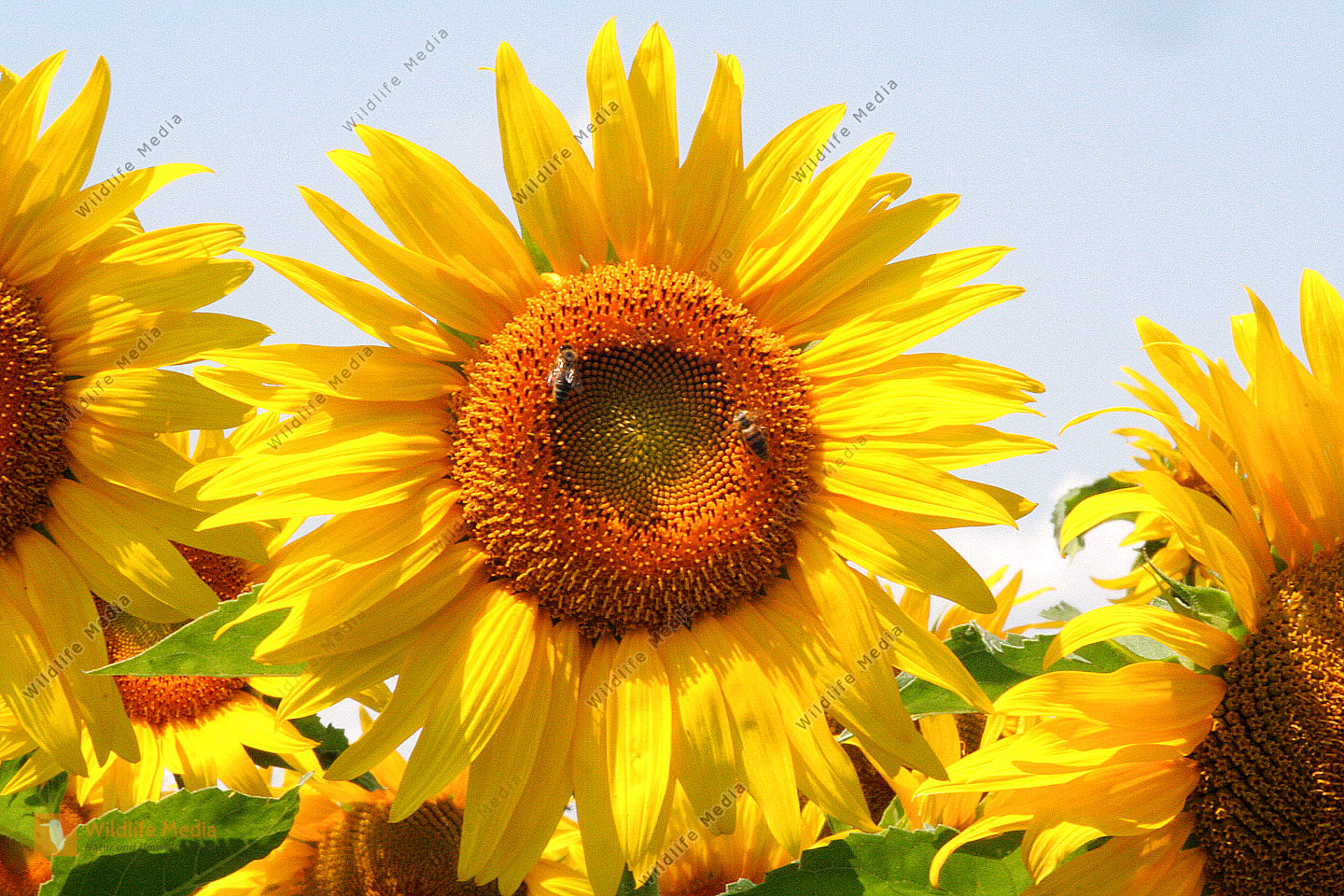 Sonnenblume Bild Kostenlos: Unleash Your Creativity and Embrace the Beauty of Nature