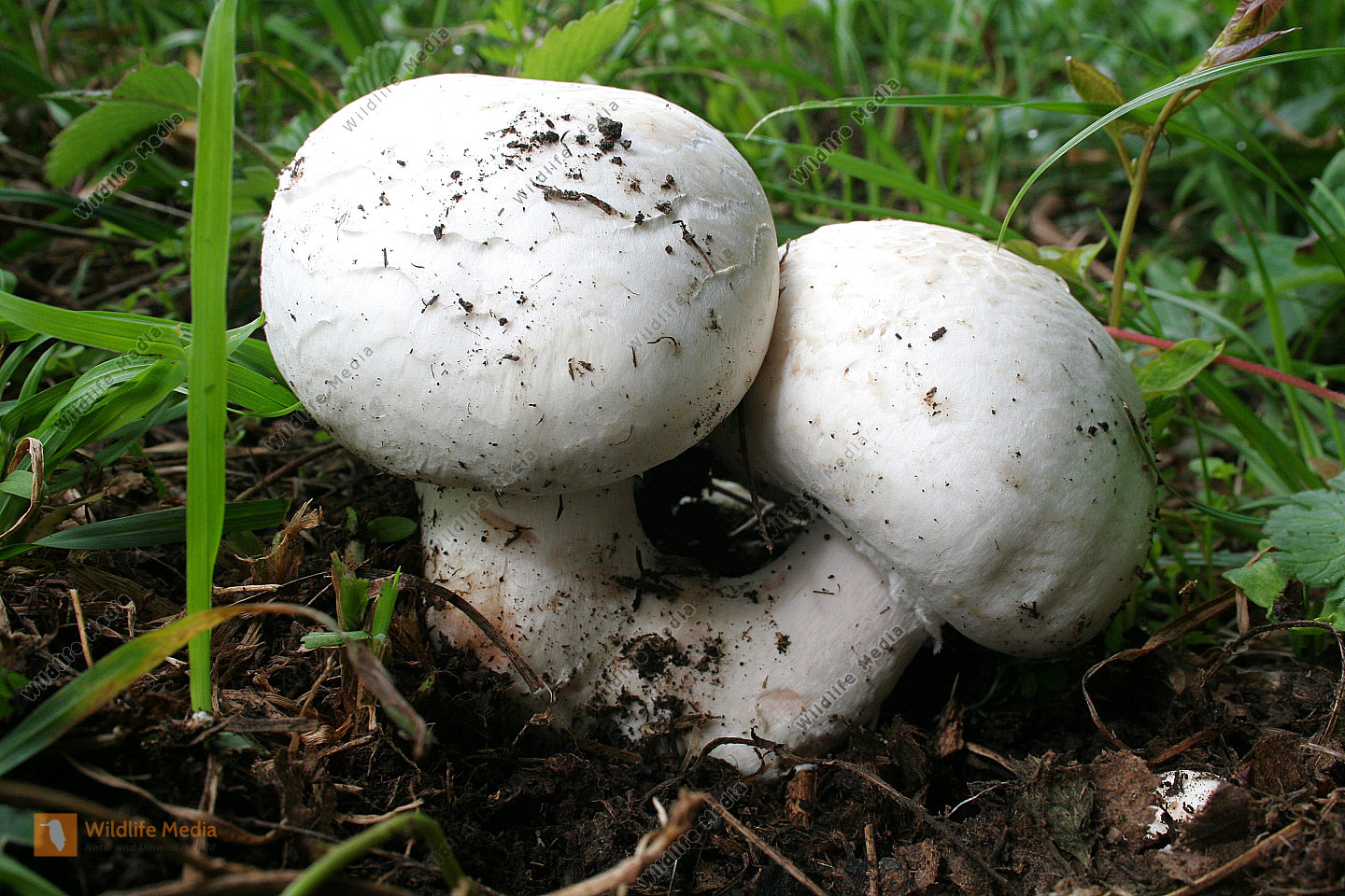 Wiesenchampignon Champignon Oder Portobello CKPCC