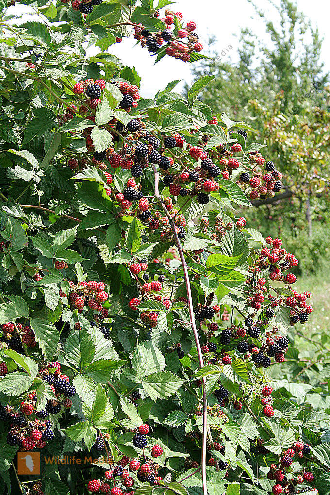 Brombeeren Bild bestellen Naturbilder bei Wildlife Media