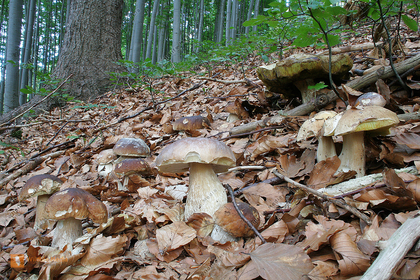 Steinpilz