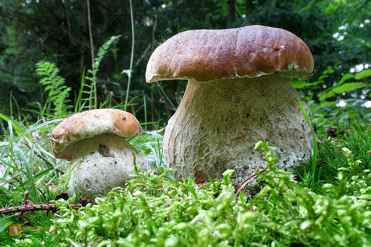 Wie Viele Steinpilz Arten Gibt Es LACY Wie Viele Steinpilz Arten Gibt Es LACY