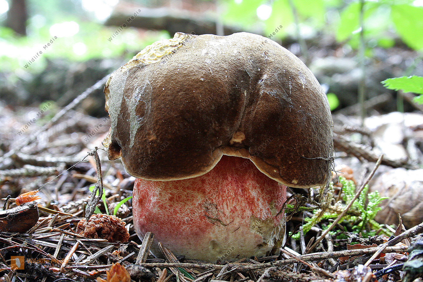 Flockenstieliger Hexenr hrling Bild Bestellen Naturbilder Bei 