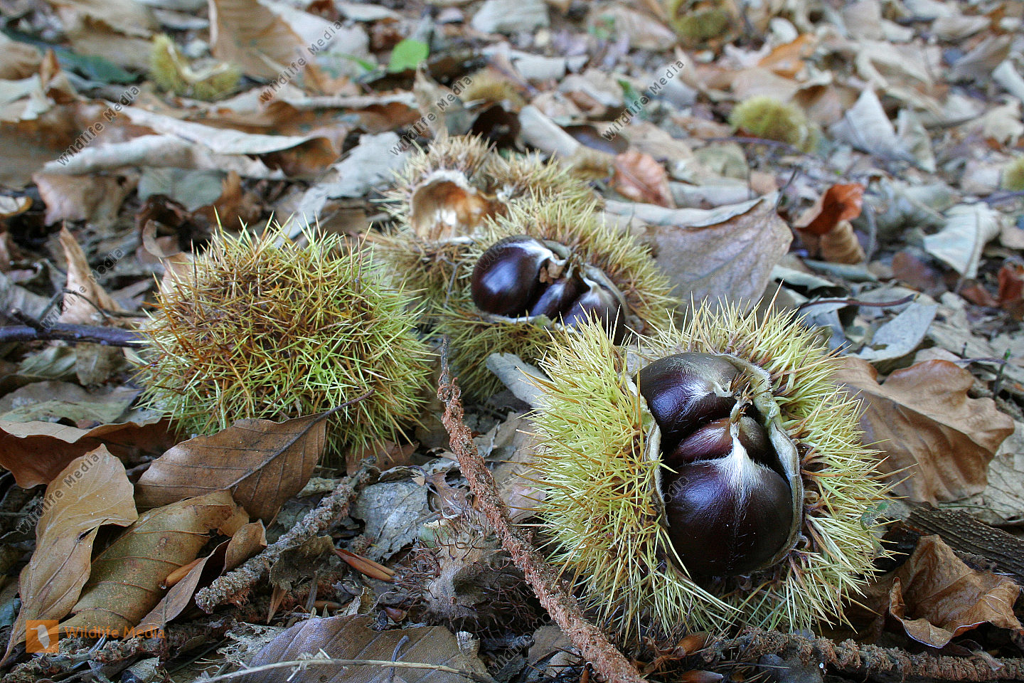 Maroni Bild bestellen Naturbilder bei Wildlife Media