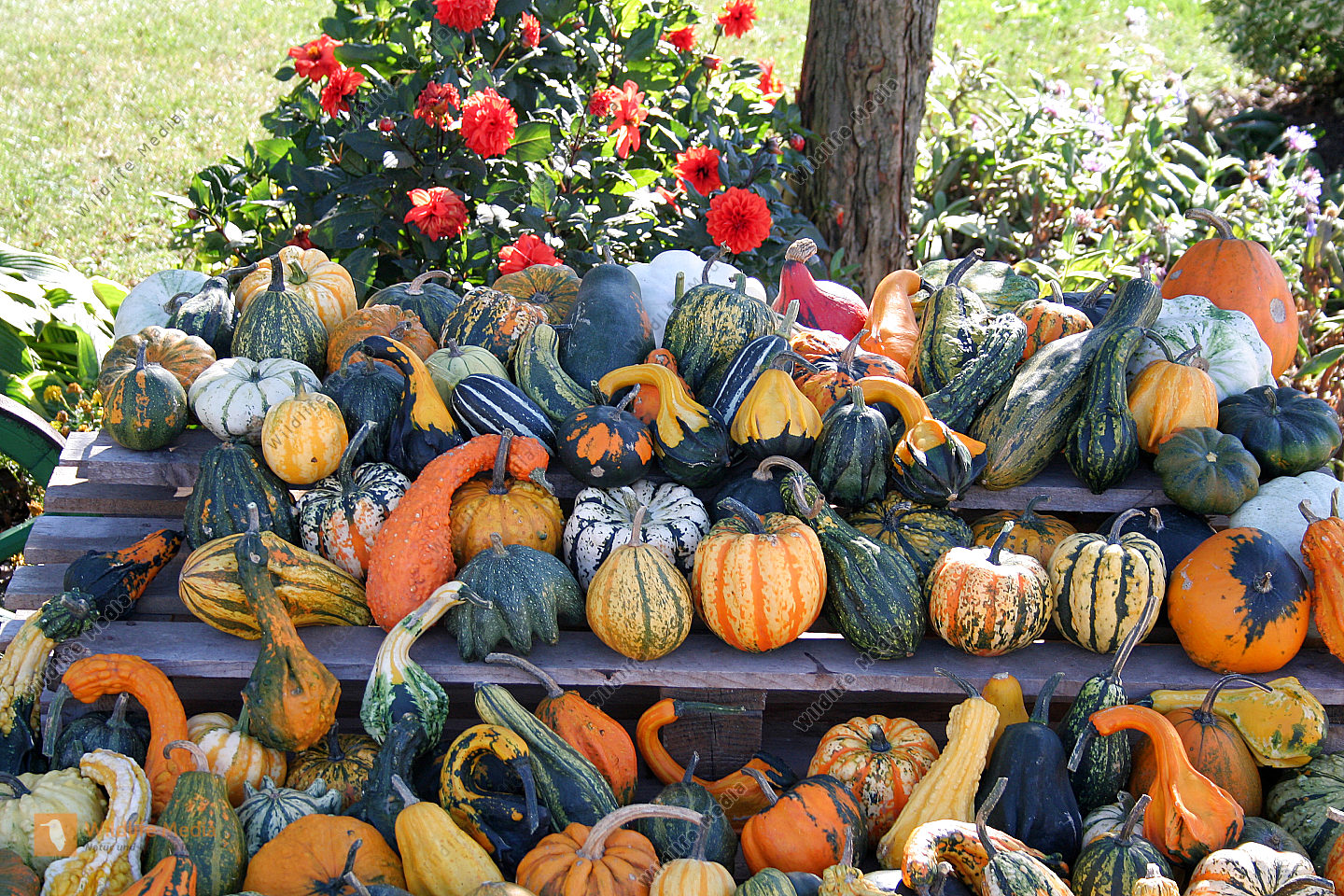 Bestellen Kürbis (Cucurbita pepo) Bild Bildagentur