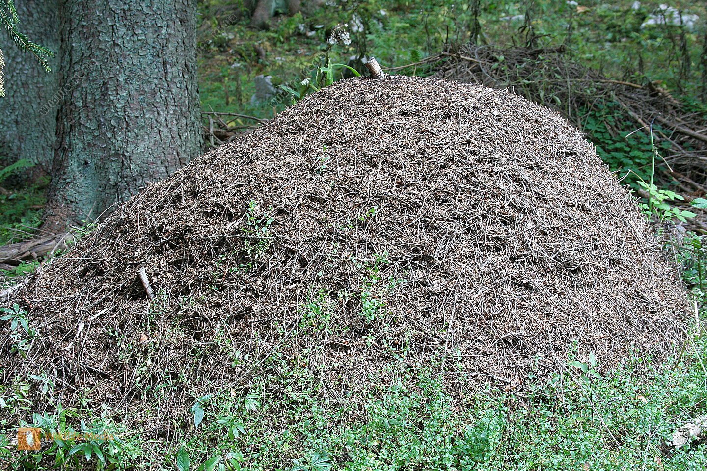 Ameisenhaufen - Naturbilder bei Wildlife Media