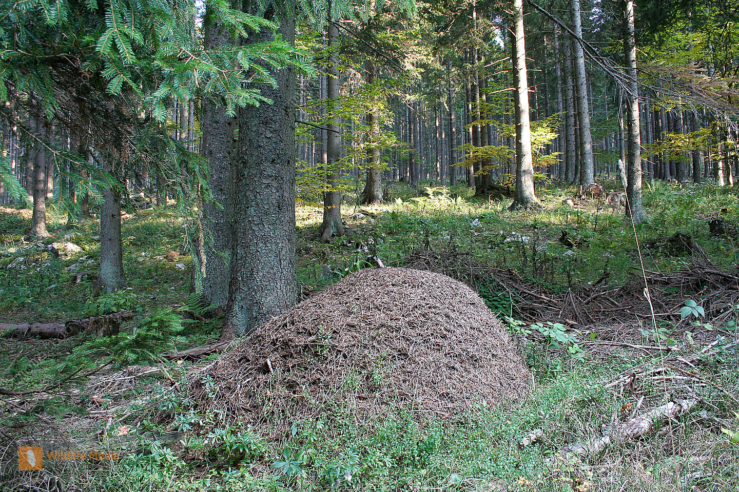 Ameisenhaufen Bild bestellen - Naturbilder bei Wildlife Media