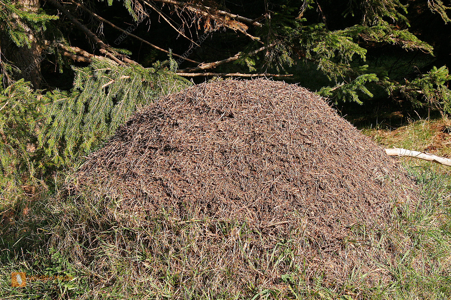 Ameisenhaufen - Naturbilder bei Wildlife Media