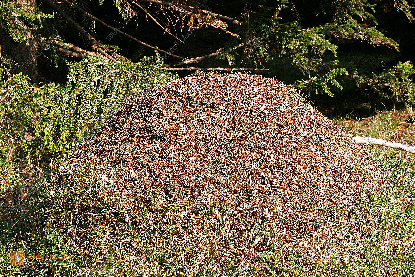 Bestellen - Ameisenhaufen (Formicidae) Bild - Bildagentur