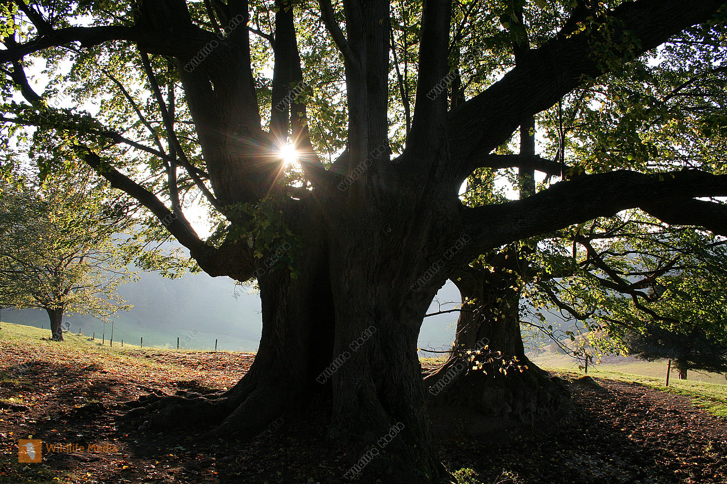 Linde Bild bestellen Naturbilder bei Wildlife Media
