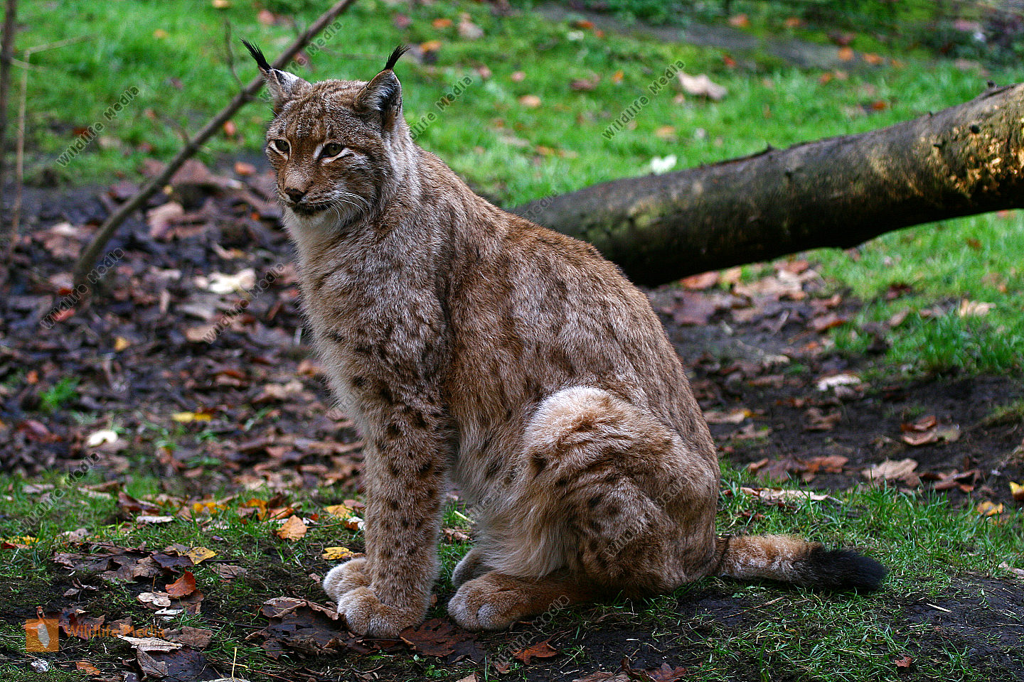 Bestellen Europäischer Luchs (Lynx lynx) Bild Bildagentur