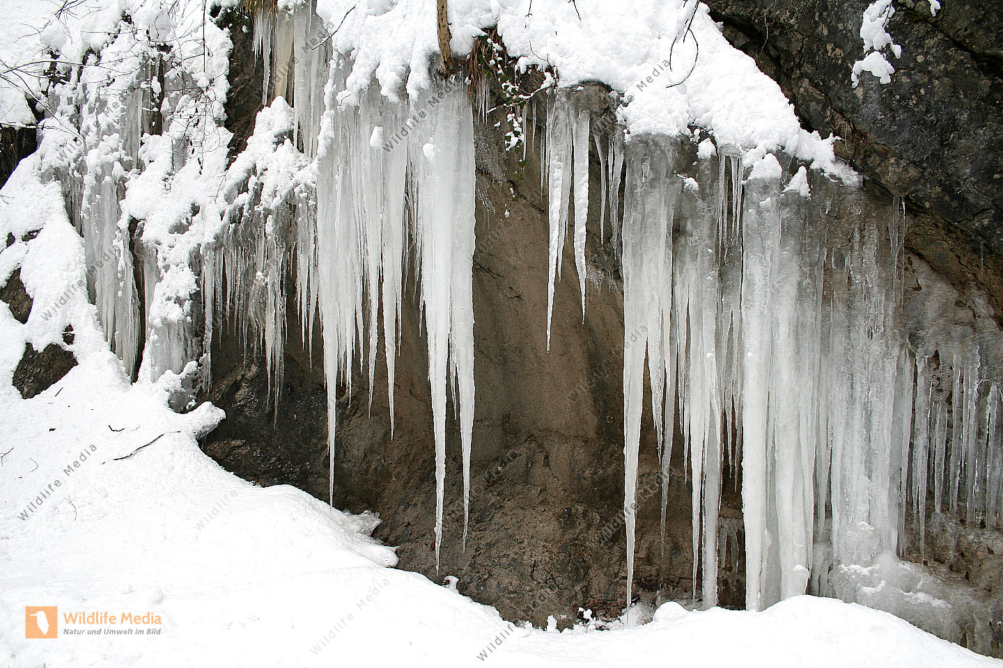 Eiszapfen Bild bestellen Naturbilder bei Wildlife Media