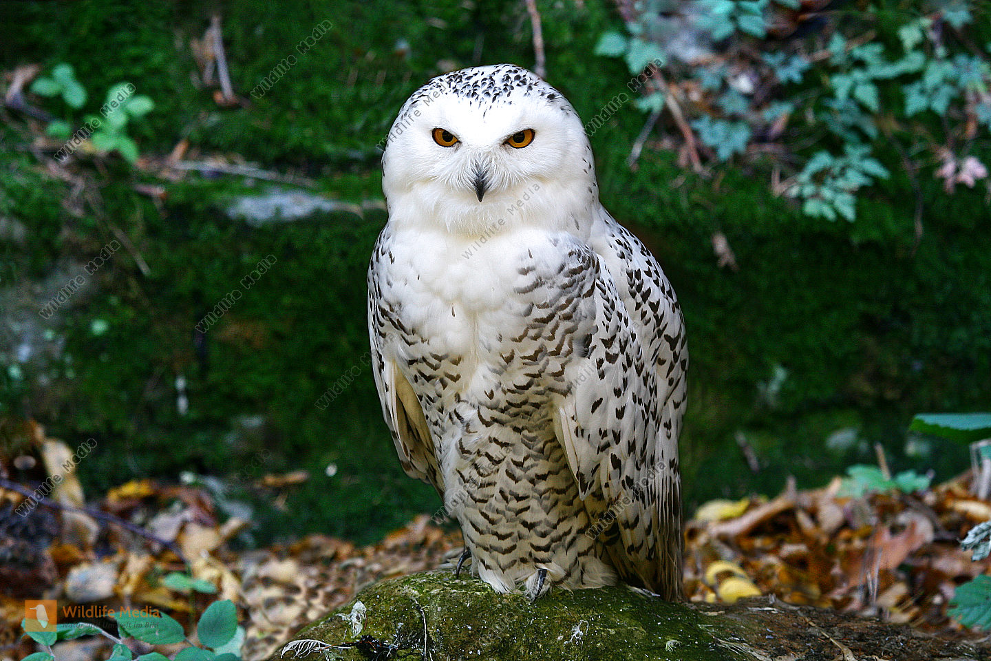 Schnee-Eule Bild bestellen - Naturbilder bei Wildlife Media