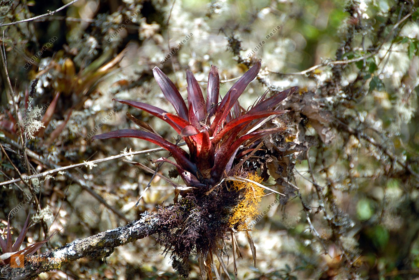 Bromelie Bild bestellen Naturbilder bei Wildlife Media