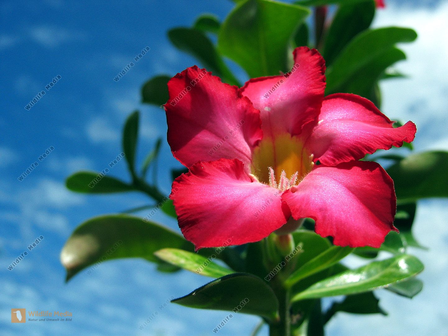 Wüstenrose Bild bestellen Naturbilder bei Wildlife Media