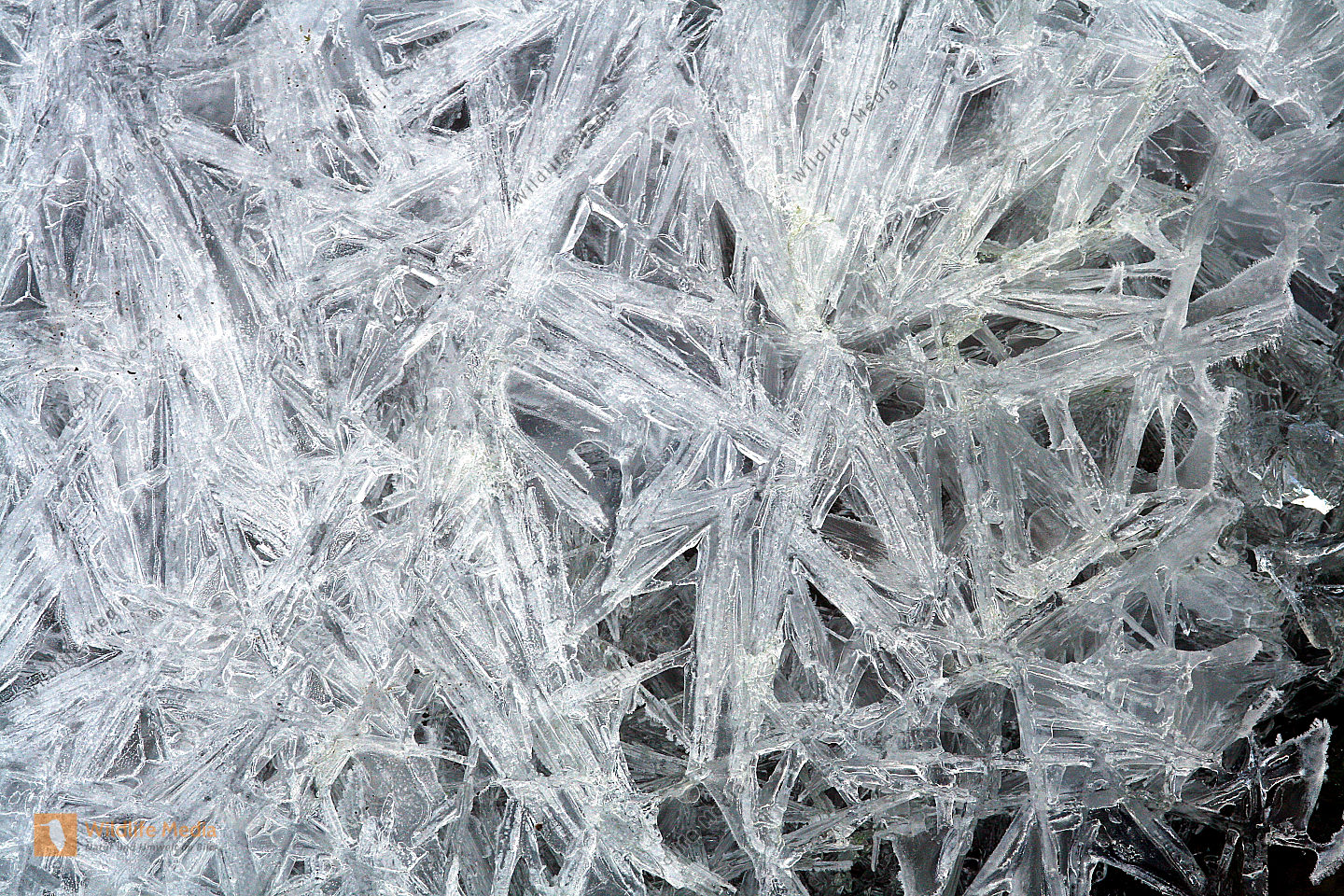 Bestellen - Eiskristalle (Eiskristalle) Bild - Bildagentur