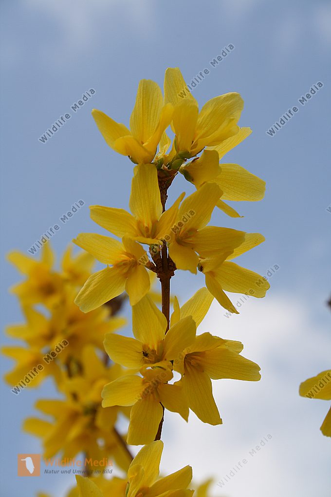 Forsythie Bild bestellen Naturbilder bei Wildlife Media