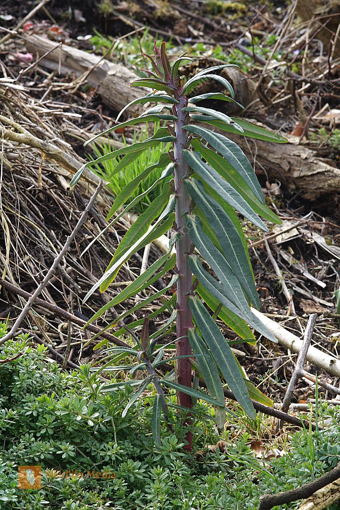 Bestellen Garten Wolfsmilch (Euphorbia peplus) Bild Bildagentur