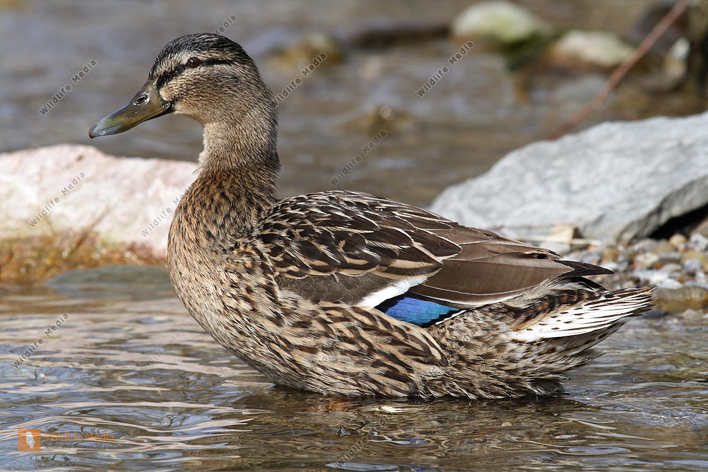 Bestellen Stockenten Weibchen (Anas platyrhynchos) in freier Wildbahn