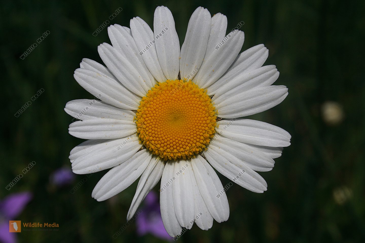 Margerite