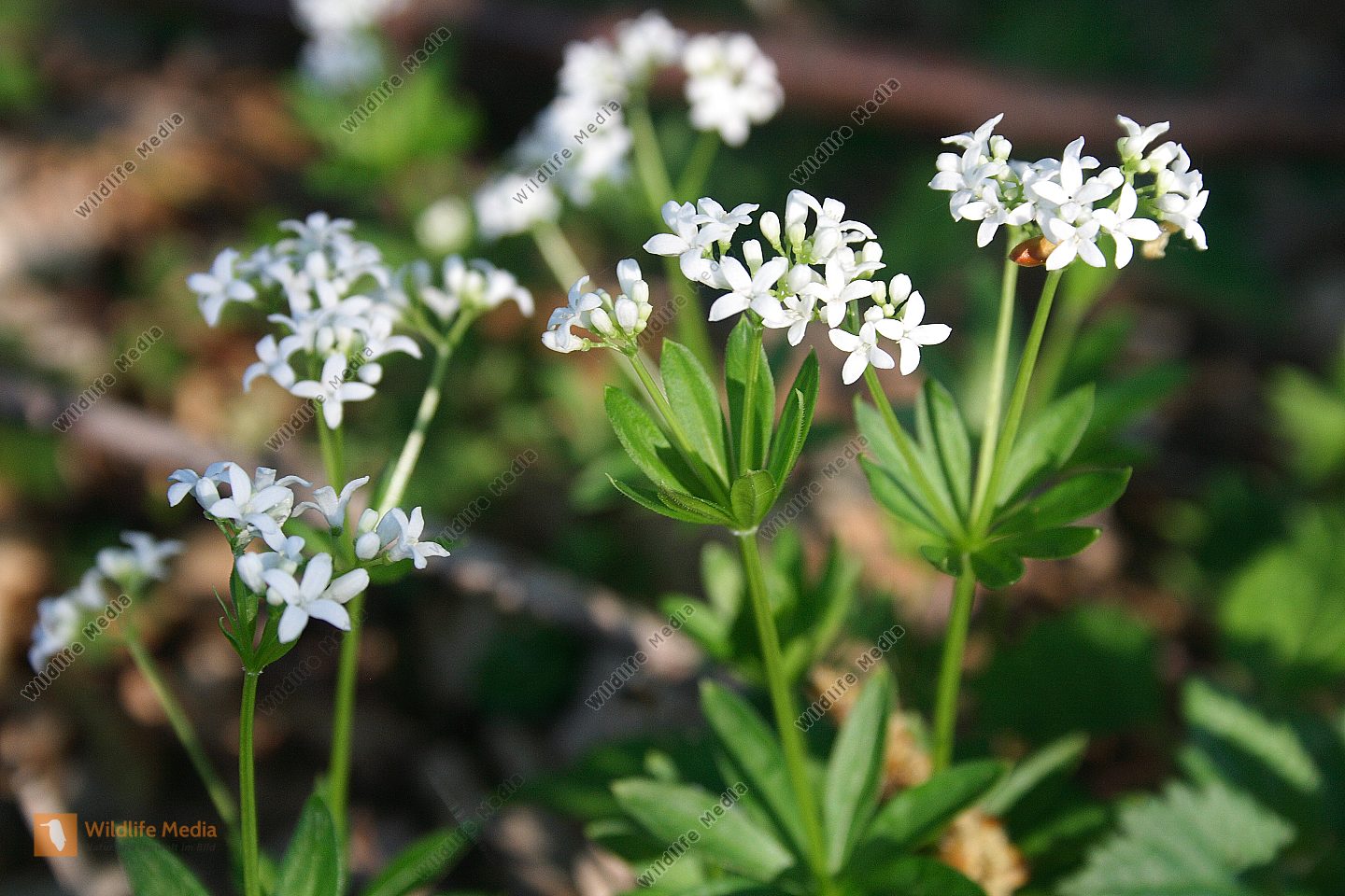 Bestellen - Waldmeister (Galium odoratum) Bild - Bildagentur