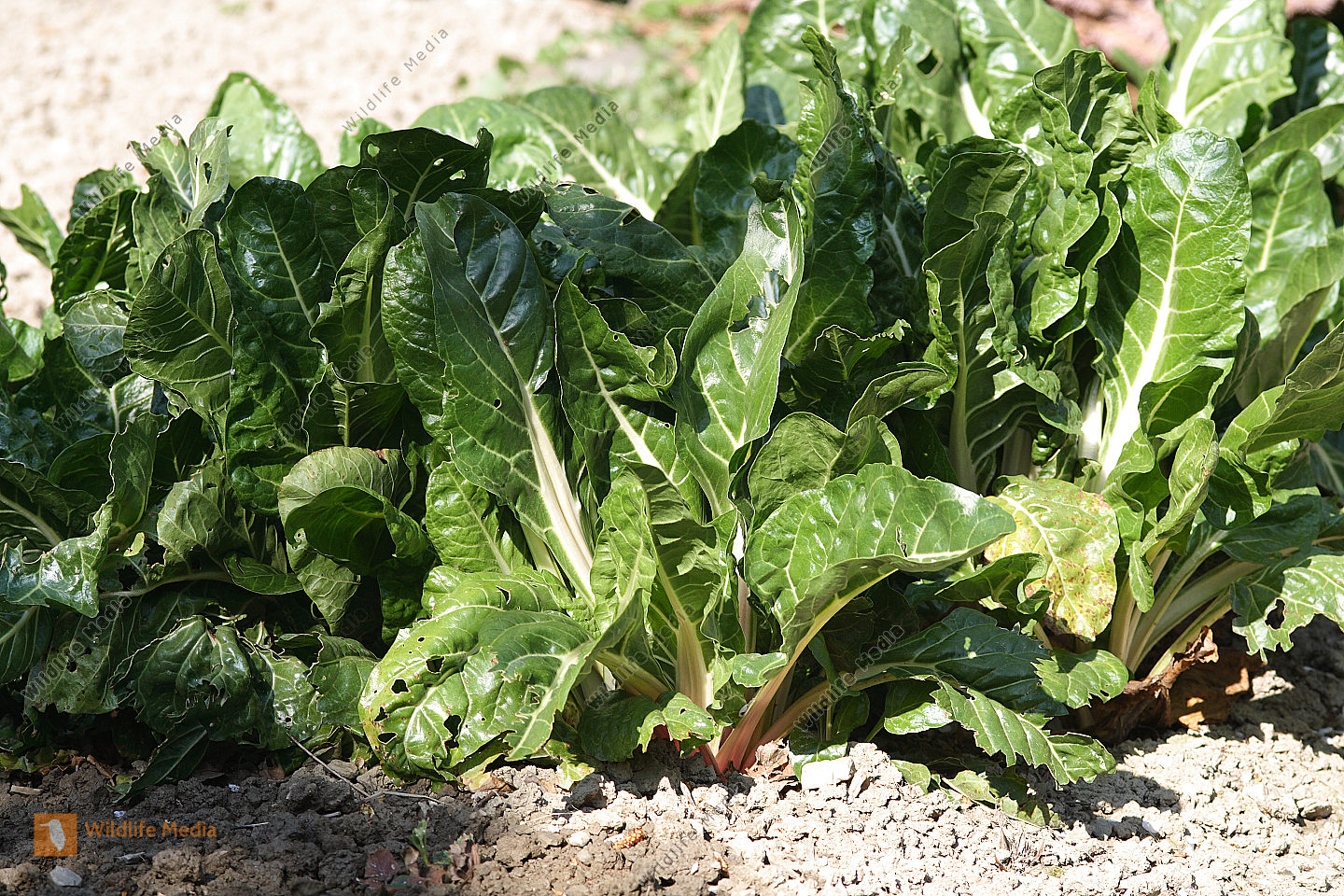 Bestellen - Mangold (Beta vulgaris subsp. vulgaris var. vulgaris) Bild ...
