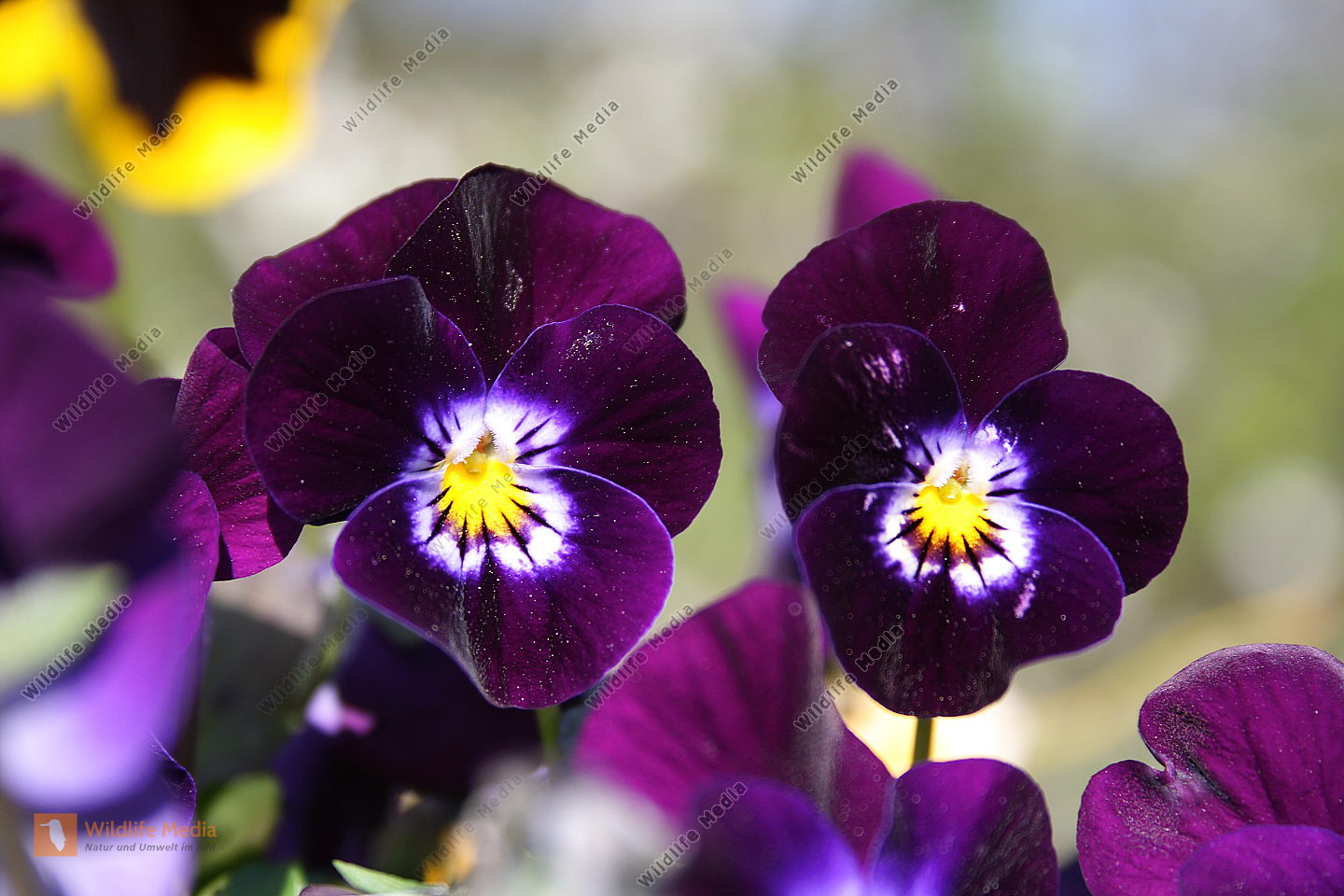 Garten Stiefmütterchen Bild bestellen Naturbilder bei Wildlife Media