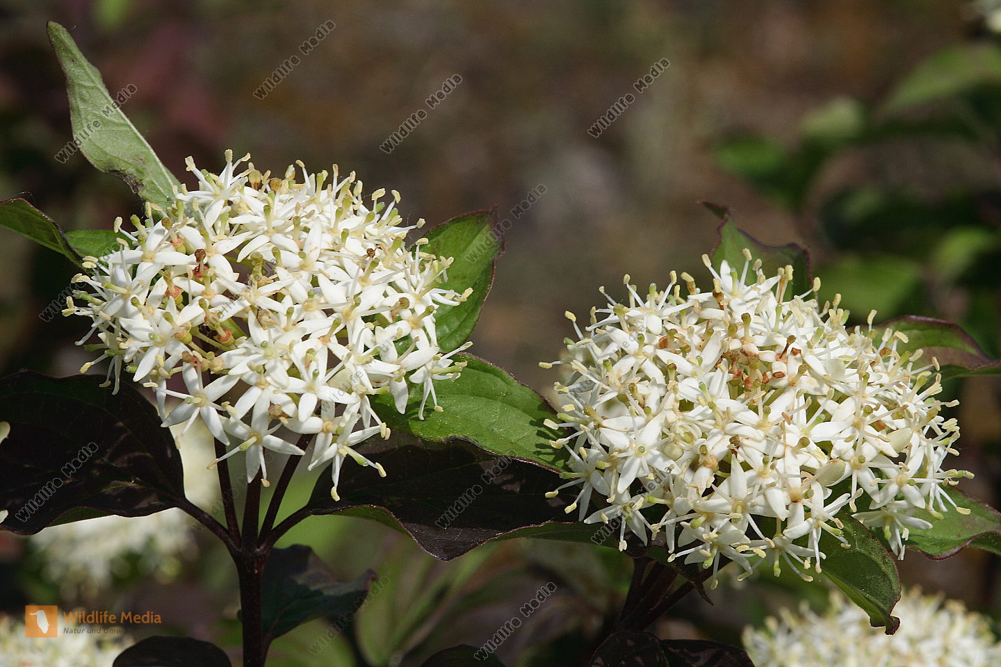 Bestellen Roter Hartriegel Blüte (Cornus sanguinea) Bild Bildagentur