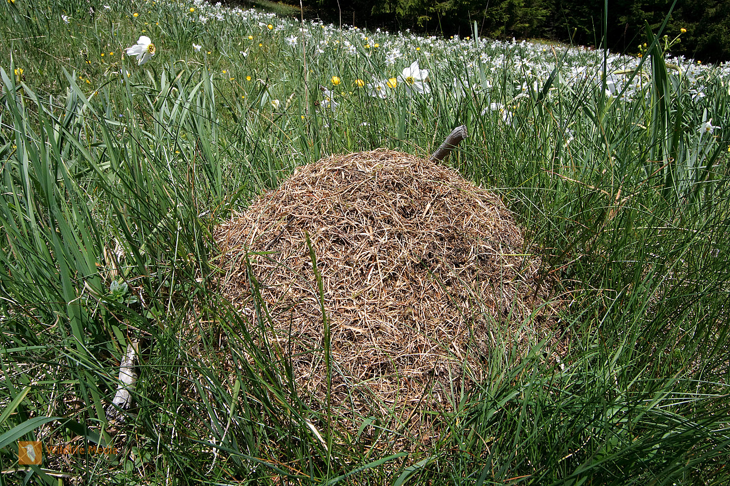Ameisenhaufen Bilder - Wildlife Media Bildagentur - Natur und Umwelt im ...