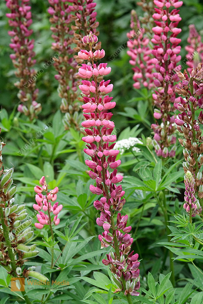 Garten Lupinen Bild bestellen Naturbilder bei Wildlife Media