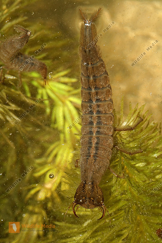 Gelbrandkäfer Larve Bild bestellen Naturbilder bei Wildlife Media
