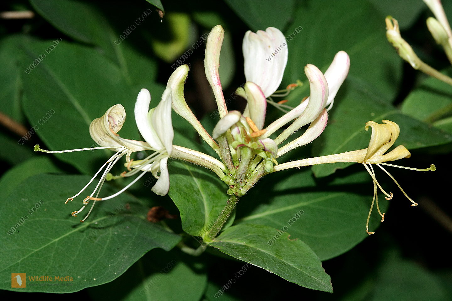 Garten Geißblatt Bild bestellen Naturbilder bei Wildlife Media