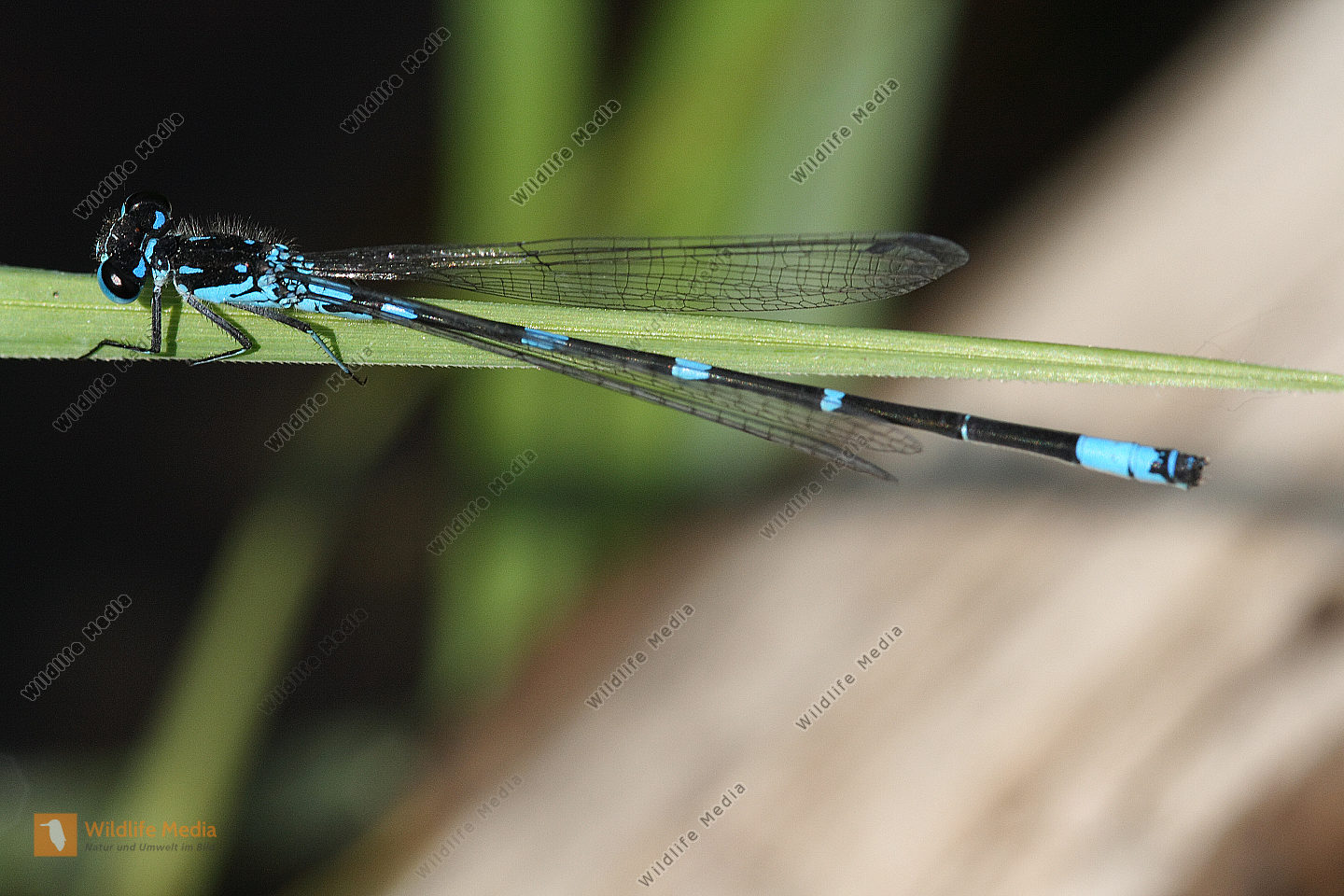 FledermausAzurjungfer Bild bestellen Naturbilder bei Wildlife Media
